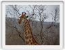 Parc Kruger - Girafe