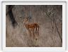 Parc Kruger - Impala mâle