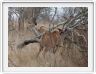 Parc Kruger - Koudous