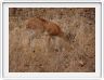Parc Kruger - Steenbok