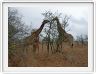 Parc Kruger - Famille de  girafes