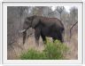 Parc Kruger - Elephant
