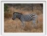 Parc Kruger - Zèbre