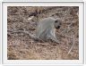 Singe Vervet