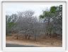 Végétation du parc Kruger