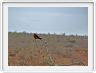 Oiseau inconnu