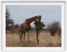 Girafe