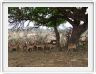 Impalas