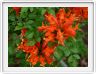 Tecoma capensis