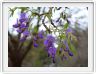 Bolusanthus speciosus