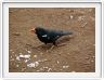 Oiseau au bec orange (?)