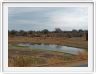 Cobes au bord du point d'eau (Kruger)