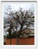 Arbre corail - Erythrina caffra
