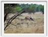 Elands du Cap