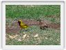Tisserin gendarme et Moineau mélanure