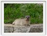 Daman des rochers (Rock Hyrax ou Dassie)