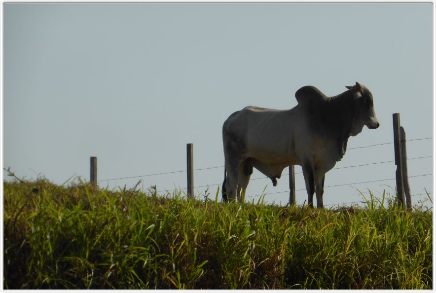 Excursion avec les canots sur des affluents de l'Amazone
