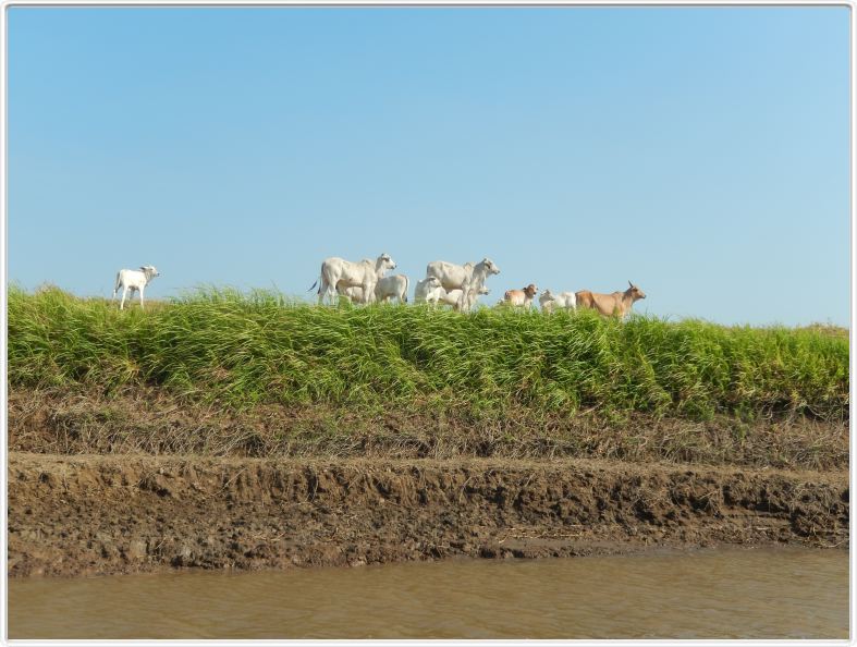 Excursion avec les canots sur des affluents de l'Amazone
