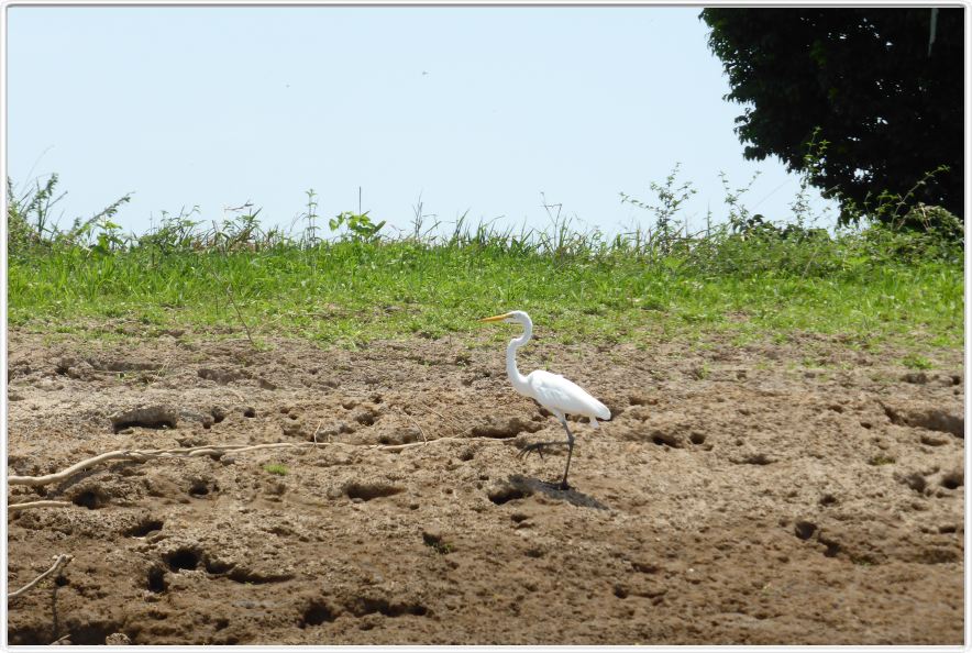 Excursion avec les canots sur un affluent du lac Monte Alegre