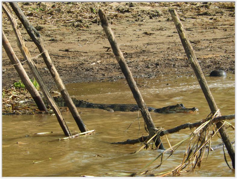 Découverte du Rio Jari avec les canots