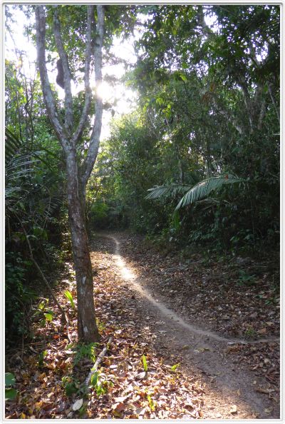 Excursion dans la forêt amazonienne (à choix de 3 à 6 heures de marche).