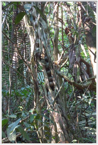 Excursion dans la forêt amazonienne (à choix de 3 à 6 heures de marche).