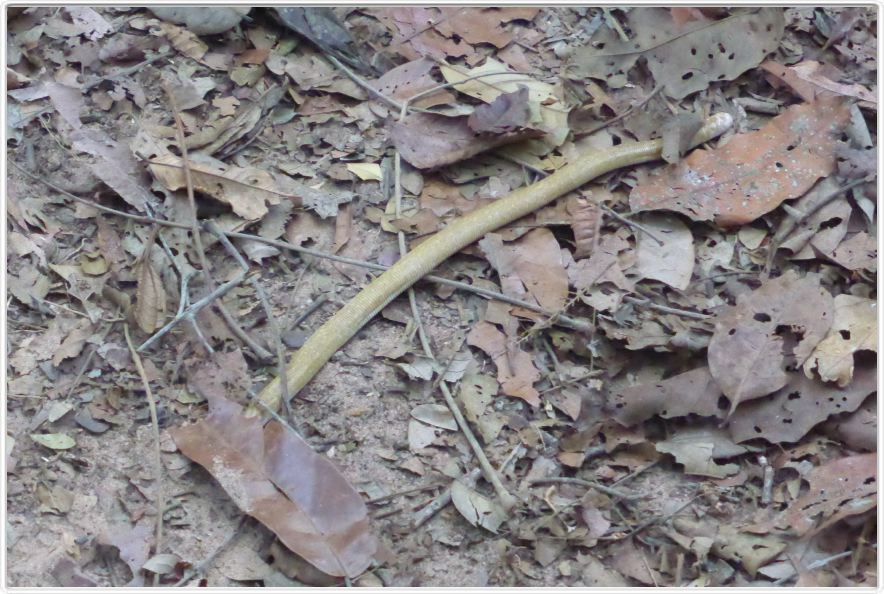 Excursion dans la forêt amazonienne (à choix de 3 à 6 heures de marche).
