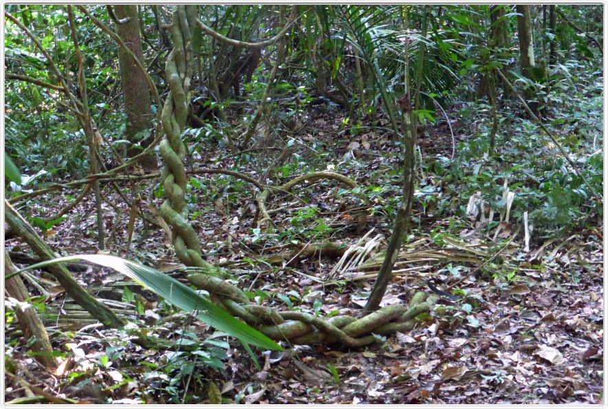 Excursion dans la forêt amazonienne (à choix de 3 à 6 heures de marche).
