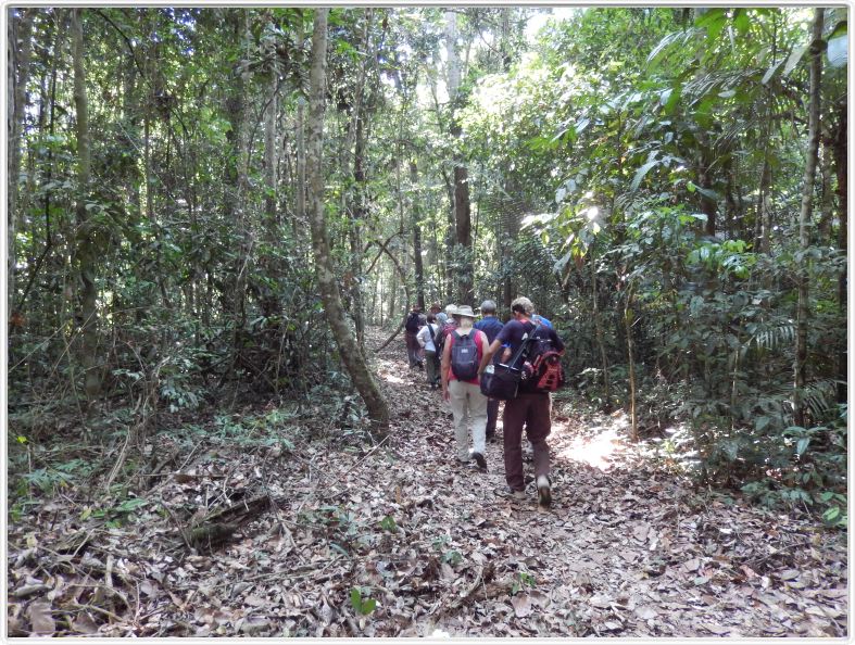 Excursion dans la forêt amazonienne (à choix de 3 à 6 heures de marche).