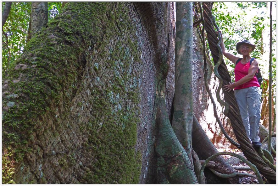 Excursion dans la forêt amazonienne (à choix de 3 à 6 heures de marche).
