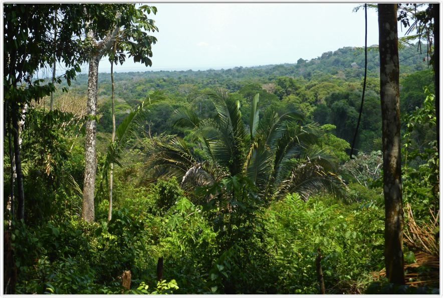 Excursion dans la forêt amazonienne (à choix de 3 à 6 heures de marche).