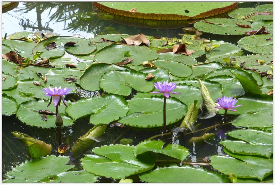 Belém. Jardin botanique Emilio Goeldi