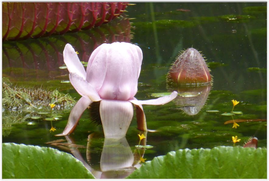 Belém. Jardin botanique Emilio Goeldi