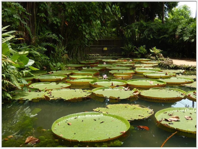 Belém. Jardin botanique Emilio Goeldi