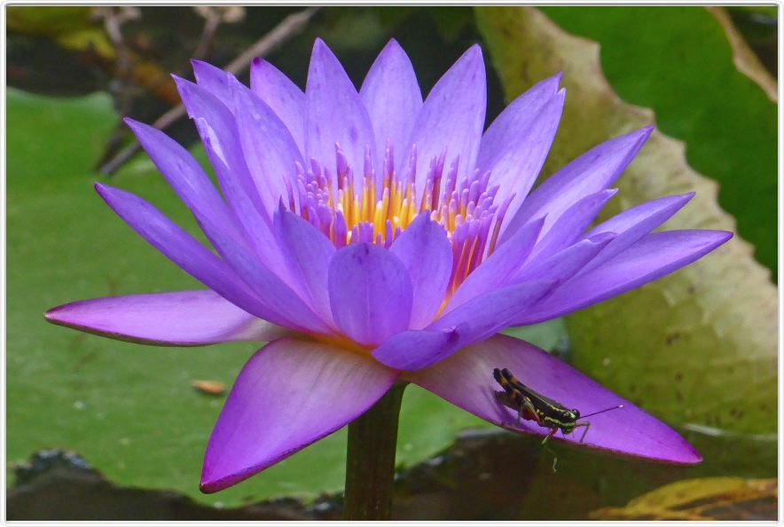 Belém. Jardin botanique Emilio Goeldi