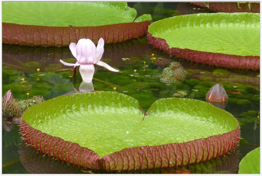 Belém. Jardin botanique Emilio Goeldi