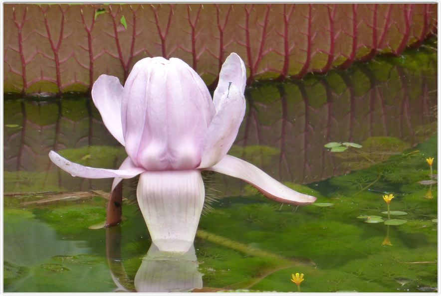 Belém. Jardin botanique Emilio Goeldi