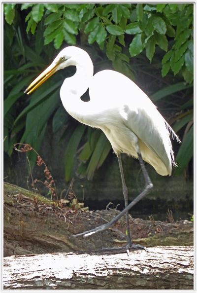 Belém. Jardin botanique Emilio Goeldi