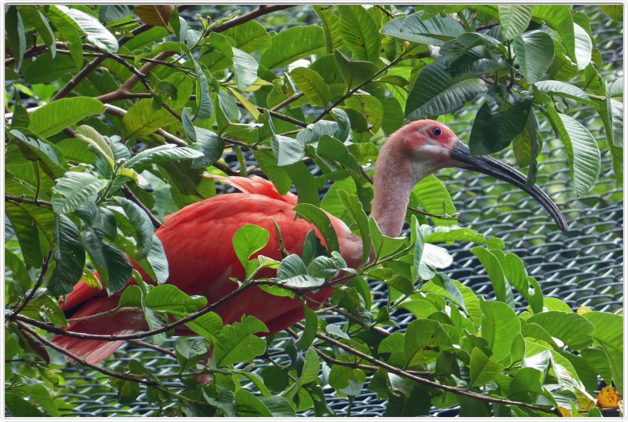 Belém. Jardin botanique Emilio Goeldi