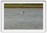 Les dauphins (gris)