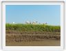 Excursion avec les canots sur des affluents de l'Amazone