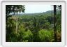 Excursion dans la forêt amazonienne (à choix de 3 à 6 heures de marche).