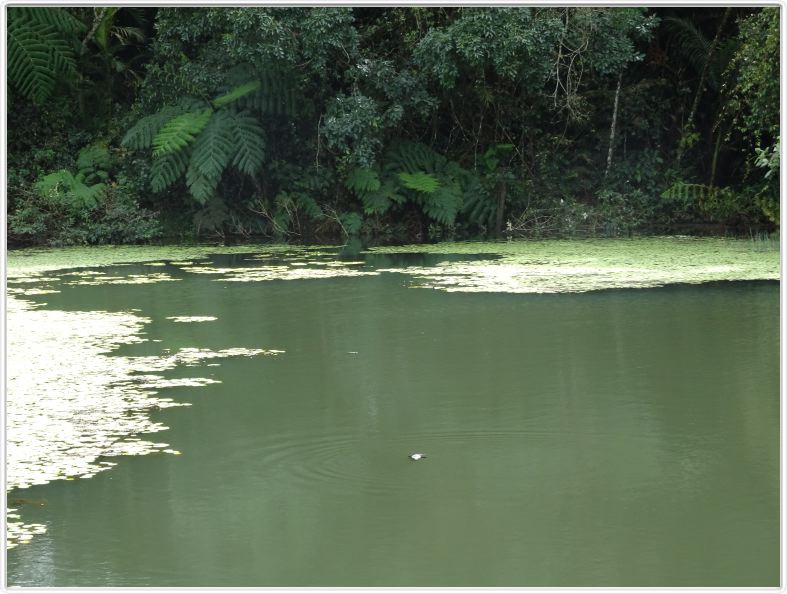Lac Tarzali près de Cairns (Queensland).