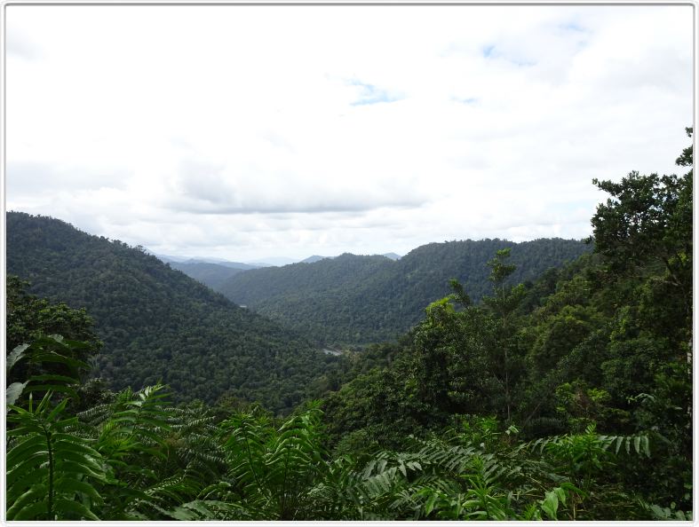 Le Parc national de Wooroonooran et sa forêt tropicale.