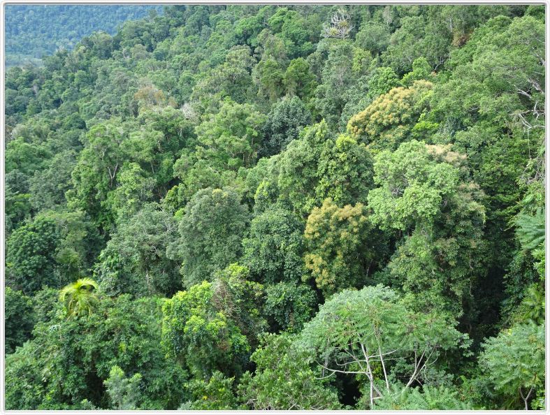 Le Parc national de Wooroonooran et sa forêt tropicale.