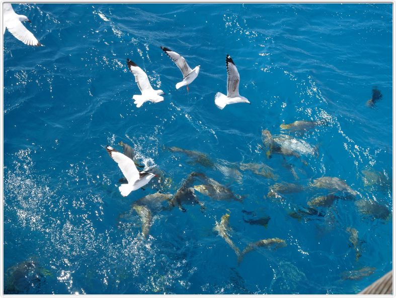 Au large de Cairns (Queensland). L'Ile de Michaelmas Cay.