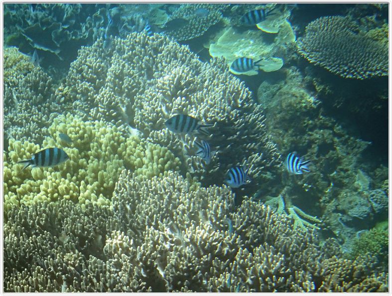Au large de Cairns (Queensland). L'Ile de Michaelmas Cay.