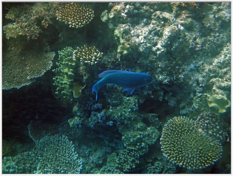 Au large de Cairns (Queensland). L'Ile de Michaelmas Cay.