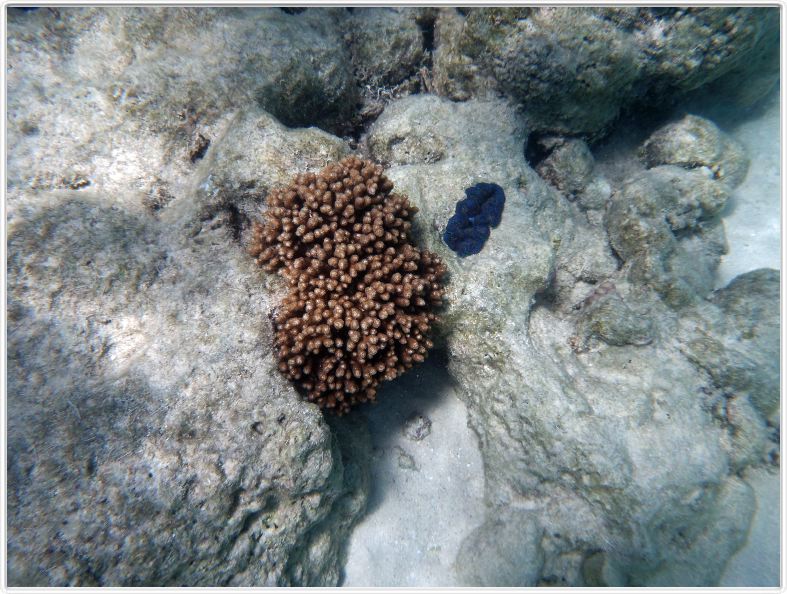 Au large de Cairns (Queensland). L'Ile de Michaelmas Cay.