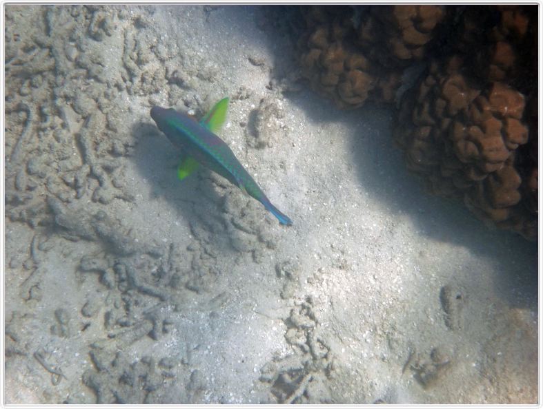 Au large de Cairns (Queensland). L'Ile de Michaelmas Cay.